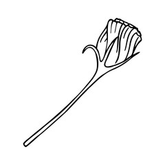 GENTIAN FLOWER IN VECTOR