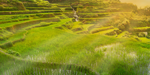 sunset in the rice field terraces in the area of banaue,in Philippines 