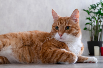 Naklejka na ściany i meble Sad red-haired house cat lies on the floor of a natural tree in a living room in the apartment and looks to the side. Horizontal orientation, blurred background, skill focus.