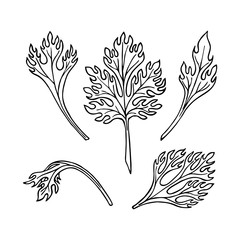 RANUNCULUS LEAVES IN THE VECTOR