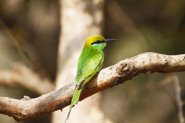 green bee eater