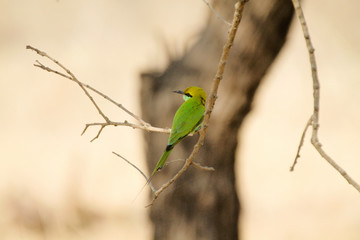 green bee eater