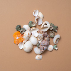 Different seashells on a ochre color background , the concept of holidays by the sea.