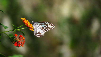 Butterfly on bright flowers