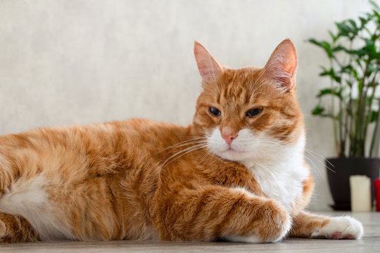 Sad red-haired house cat lies on the floor of a natural tree in a living room in the apartment andlooks to the side. Horizontal orientation, blurred background, skill focus.