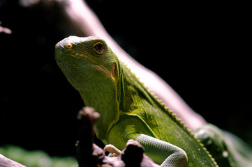 Lau Banded Iguana (Brachylophus fasciatus)