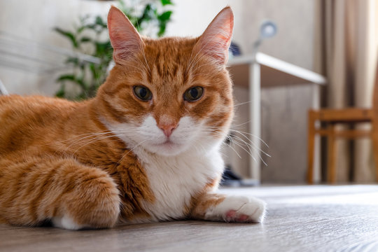 Sad red-haired house cat lies on the floor of a natural tree in a living room in the apartment and looks into the camera. Horizontal orientation, blurred background, skill focus.