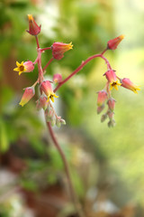 Tiny Red and Yellow Flowers of a Succulent Plant