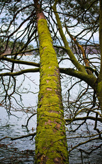 Fototapeta premium fallen tree with moss in water cloudy weather