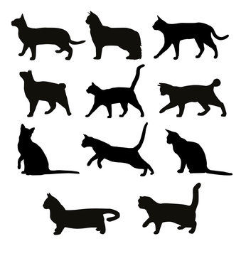 vector set seven black cats silhouettes. playing cats