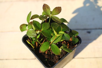 helleborus ciemiernik