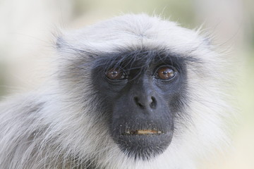 close up of a black faced Indian Langur.