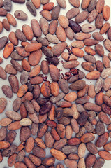 Roasted cocoa beans