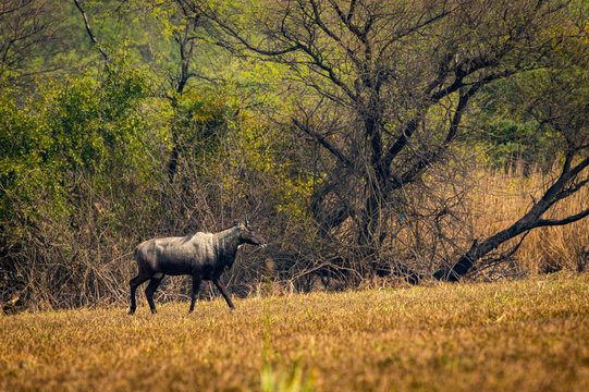 nilgai or blue bull or Boselaphus tragocamelus Largest Asian antelope in landscape scenery background at keoladeo national park or bharatpur bird sanctuary, rajasthan, india	