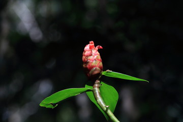 photo of a red flower bud on the dark background. flower typically from the brazilian atlantic forest made in the state of Bahia