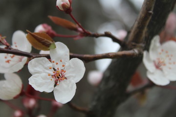 Beautiful flowers of white almond tree is the first tree that blooms