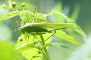 Green grasshopper sitting on the leaves
