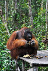 an alpha male orangutan eating bananas © chandra
