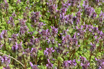 A whole meadow of blooming field grass.