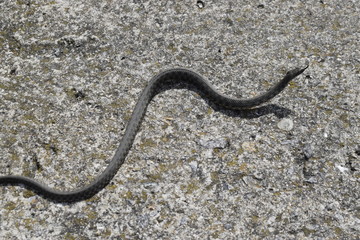 A small gray snake crawls on a concrete slab.