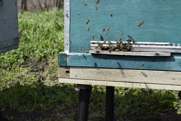 Apiary. A small wooden beehive for bees, painted in blue. Bees swarm near the evidence.