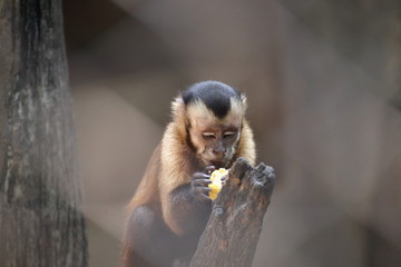 Tufted capuchin at Khao Kheow Open Zoo, Chon Buri, Thailand