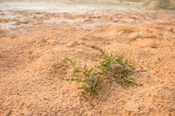 Small grass