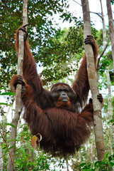 an alpha male of wild orangutan climbing in a tree canopy
