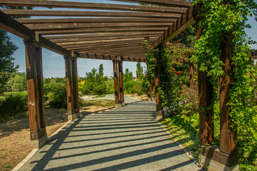 wooden bridge in the garden