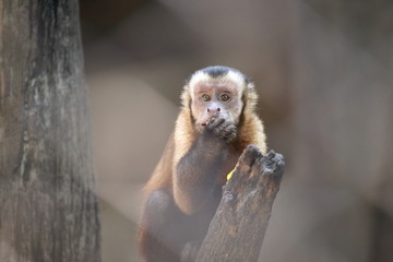 Tufted capuchin at Khao Kheow Open Zoo, Chon Buri, Thailand