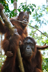 a female orangutan hanging on a tree with her juvenille