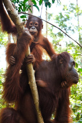a female orangutan hanging on a tree with her juvenille