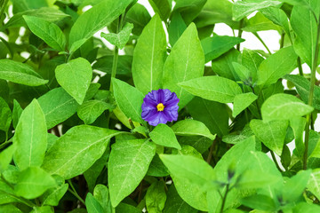 Close-up of a gentian shrub