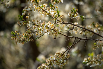 BLÜHENDER OBSTBAUM . KRIECHEN . KRIECHERL . Prunus insititia