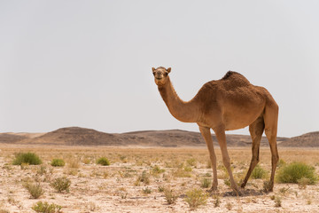 Camel Lookout 