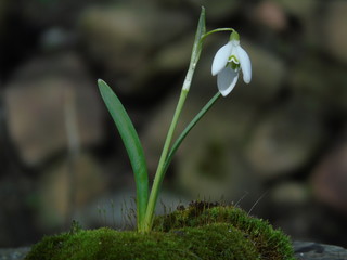 przebiśnieg  na mchu