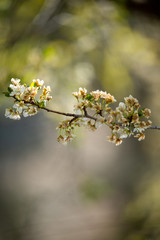 BLÜHENDER OBSTBAUM . KRIECHEN . KRIECHERL . Prunus insititia