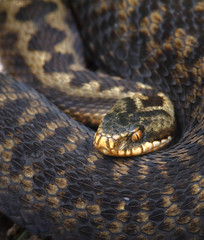 Common Adder, Vipera berus Curled Up With Head In Focus Looking At Camera. UK