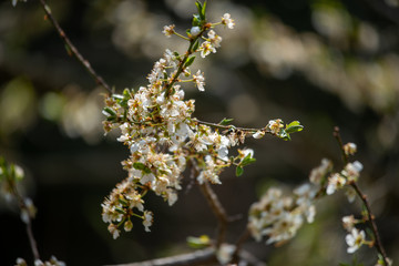 BLÜHENDER OBSTBAUM . KRIECHEN . KRIECHERL . Prunus insititia