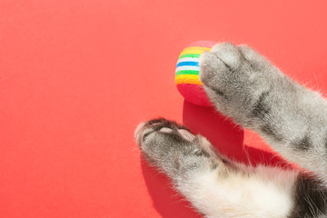 Gray cat paws with round little balls on a red background. The concept of toys for pets, games with cats. Copyspace, minimalism, top view.