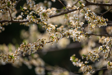 BLÜHENDER OBSTBAUM . KRIECHEN . KRIECHERL . Prunus insititia