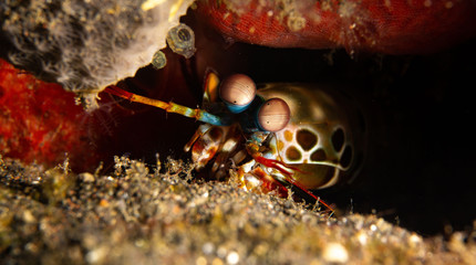Mantis-Shrimp close up