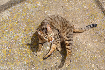 Gato de raza bengal√≠, tumbado al sol y mirando hacia arriba. Felis catus prionailurus bengalensis. Mascota.