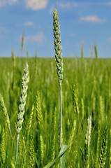 Fototapeta premium Young ears of grain on the background of blue sky