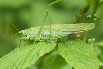 Green grasshopper sitting on the leaves