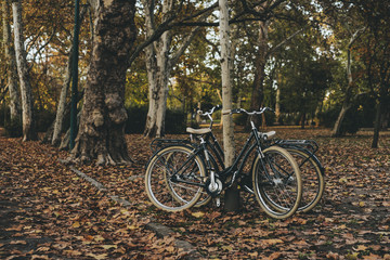 Fototapeta premium bicycle in the park