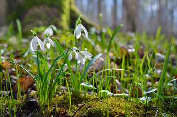 First snowdrops in the forest in spring. Young snowdrops blooming in spring in the forest