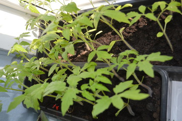 tomatoes grow on the windowsills