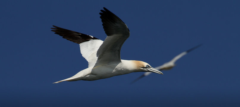 Gannet, Morus bassanus , Flying, Gliding Against A Blue Sky With Wings Stretched Out Extended. Taken at Grassholme Island UK