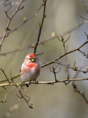 Lesser Redpoll, Carduelis cabaret, resting perched on a twig in a tree with a diffuse background showing the distinctive red chest and red forehead. Taken at Blashford Lakes UK